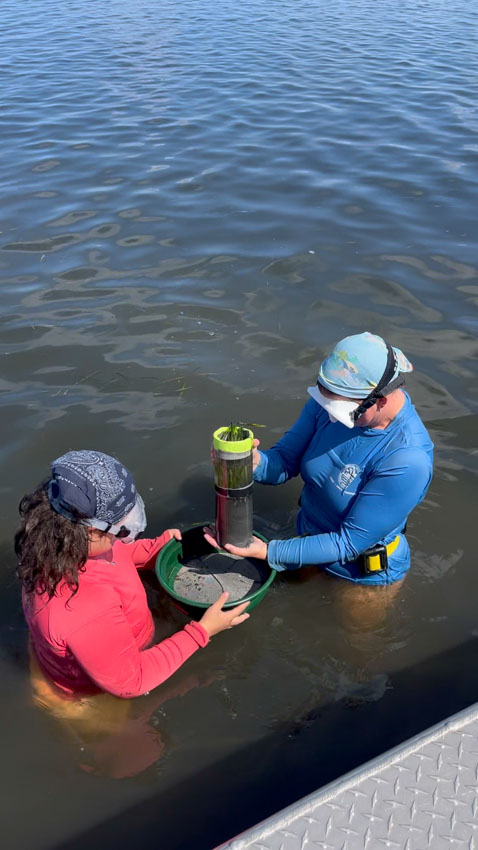 Caitlin Young (right) and undergraduate Rachell Pica (left) sieve through turtle grass core for seed collection. The research collected supports seagrass restoration on the Chandeleur Islands.