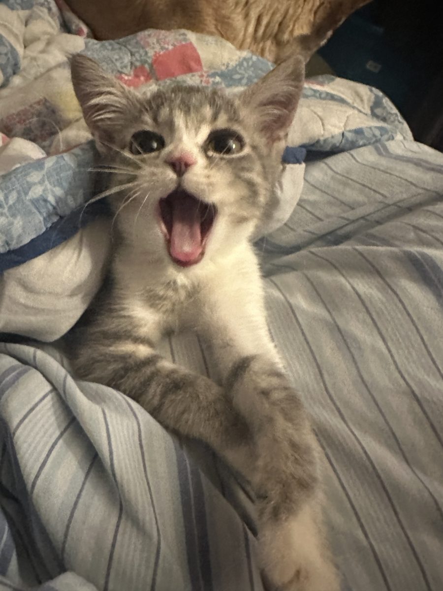 Meet Charlie, a female kitten dumped under a local bridge, who has found a home with Long Beach Breeze Managing Editor Toni Miles.