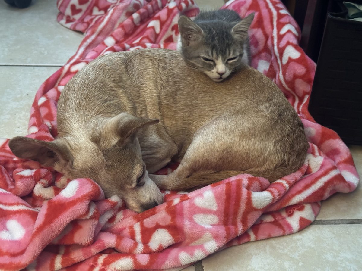 Charlie cuddles up for a nap with her new bestie, Toni’s three-legged senior chihuahua Rocky.