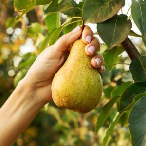 A person's hand with white painted nails reaches for a pear hanging on a fruit tree. The leaves are green and healthy.