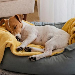 A sleeping Jack Russell terrier in a dog bed. The dog has a yellow blanket under him, and a couch is behind the bed.