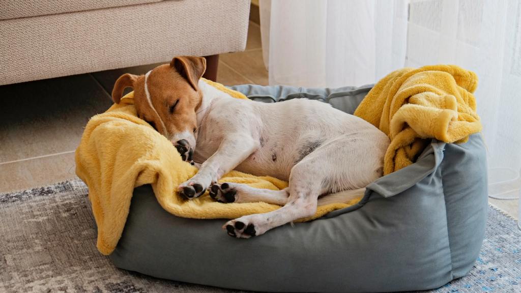 A sleeping Jack Russell terrier in a dog bed. The dog has a yellow blanket under him, and a couch is behind the bed.