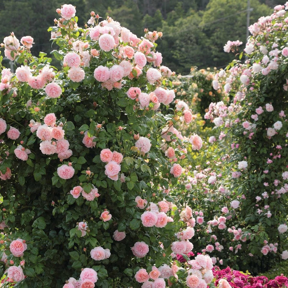 Climbing roses will be the topic of a Feb. 5 program.