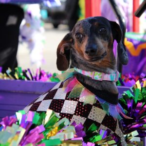 Krewe of Waggus, King Beau 2026