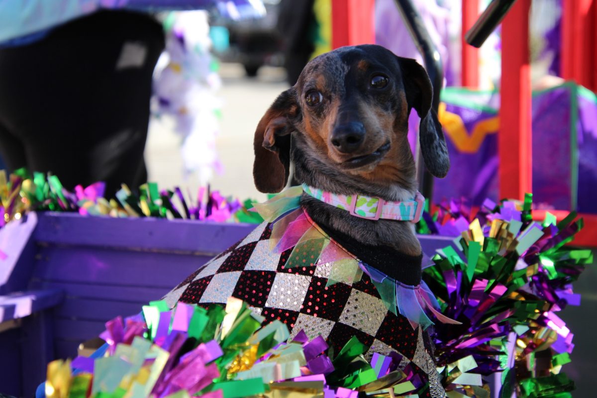 Krewe of Waggus, King Beau 2026