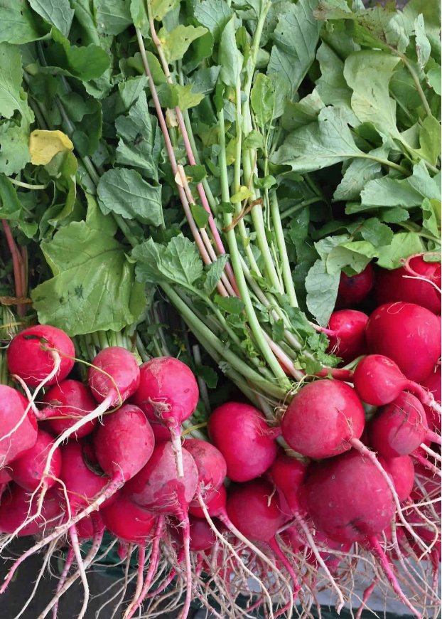 The Friendly City is going back to its roots, celebrating all things radish at the Long Beach Radish Festival, set to take place on Saturday, April 18, in downtown Long Beach.