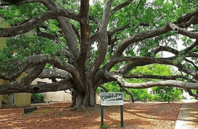 (From Mississippi Memories)