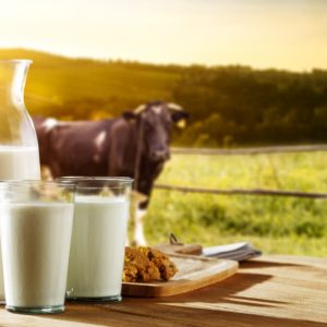 A glass bottle and two glasses filled with milk sit on an outdoor table. A cow stands in a field in the background.