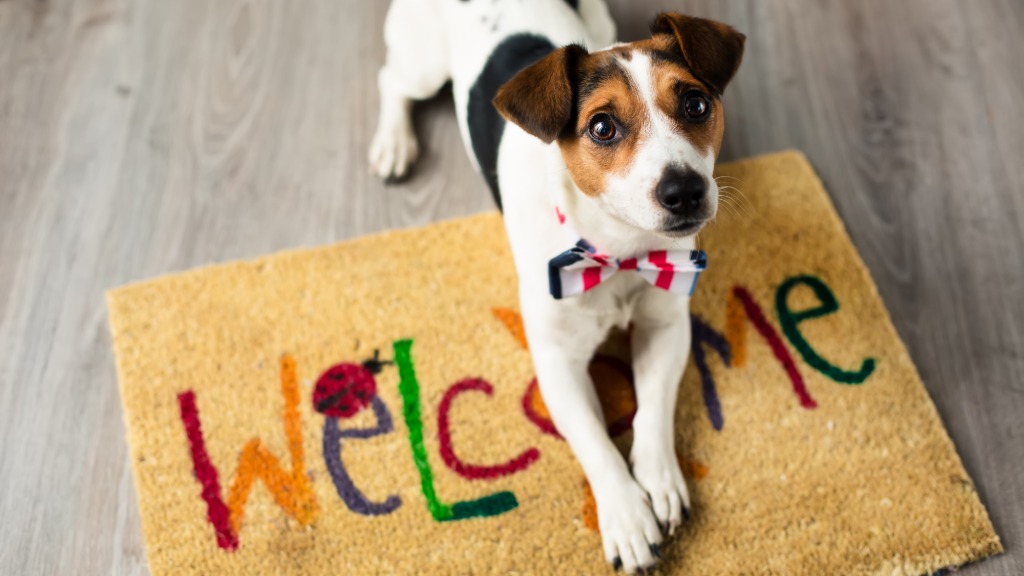 A Jack Russell Terrier puppy wearing a bow tie sits on a colorful welcome mat inside an apartment, looking up at the camera.