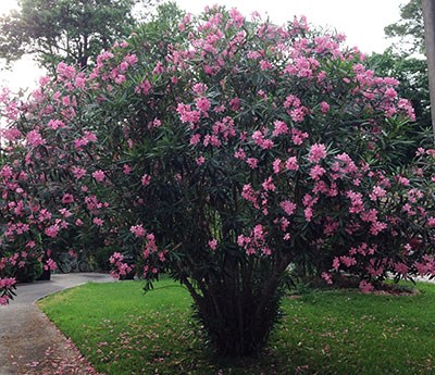 The pink oleander plant is poisonous and potentially fatal to humans, pets and livestock.