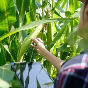 A woman stands in a cornfield and inspects her crops with her hand. She holds a digital tablet in her other hand.