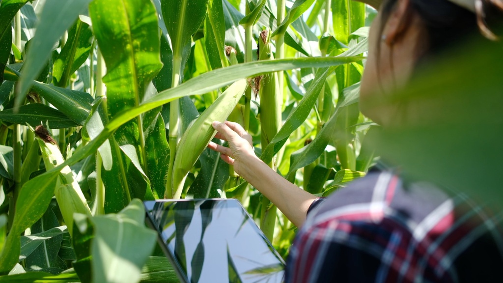 A woman stands in a cornfield and inspects her crops with her hand. She holds a digital tablet in her other hand.