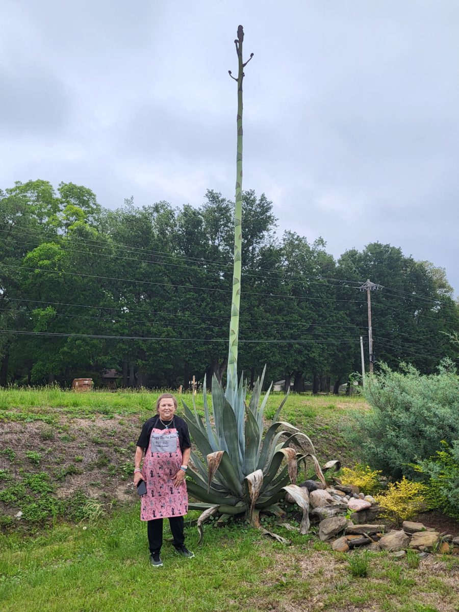 Long Beach Breeze reader Judy Mann contacted the Breeze about a century plant that is currently in the process of blooming in Long Beach. The plant is located in front of Shaggy Chic Pet Salon at 8102 Red Creek Road.