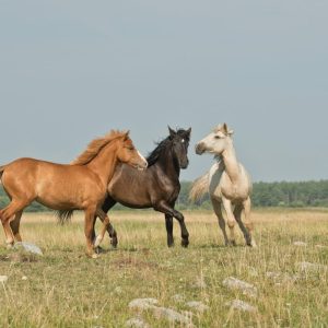 horses in a field