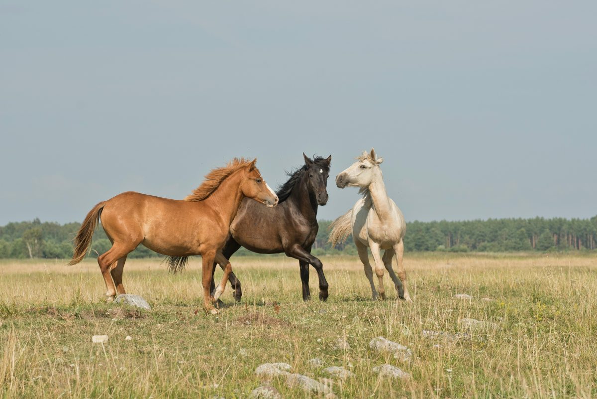 horses in a field