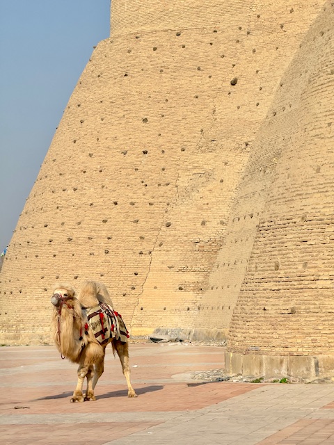 A Bactrian camel named Yasin at the ark in Bukhara