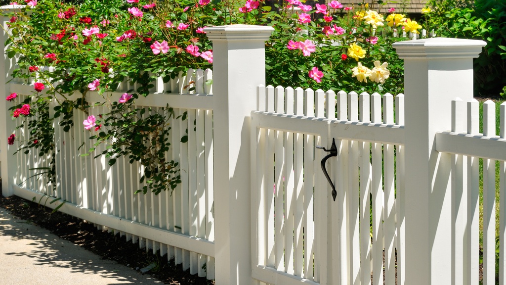 A white gate and fence with pink climbing roses growing along the panels in an outdoor garden setting.
