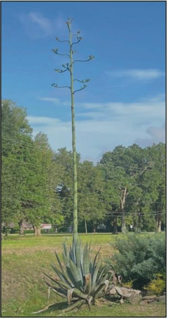 The plant continues to grow and is pictured here on May 20, 2026 (Photo credit: Keith Clark)