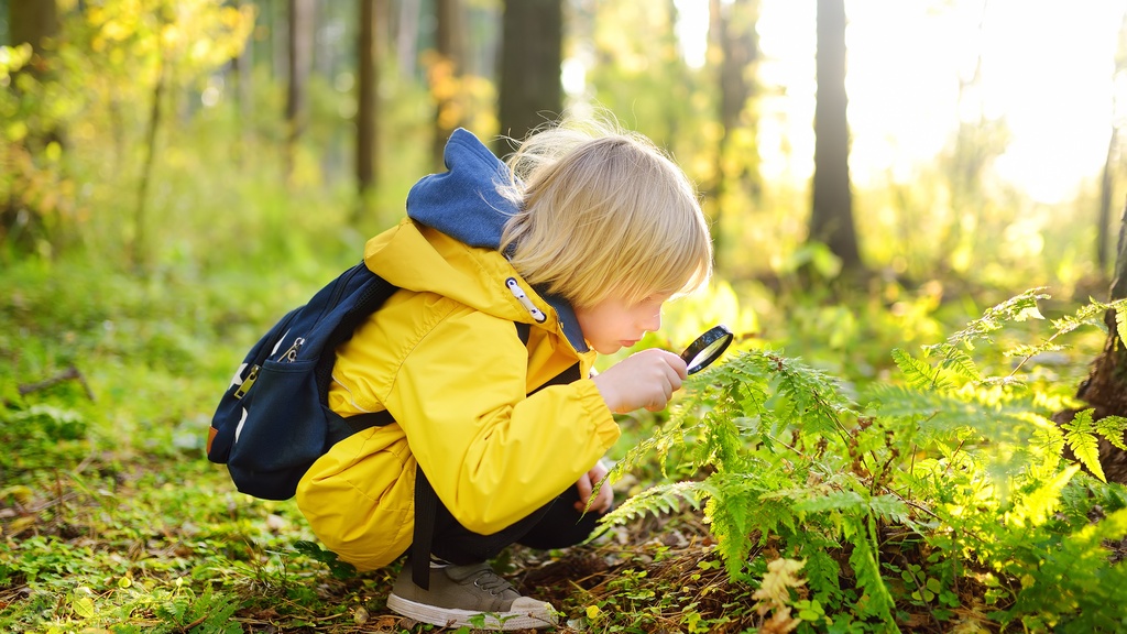 A young child holding a magnifying glass near green fern leaves while crouching outdoors in a wooded area.