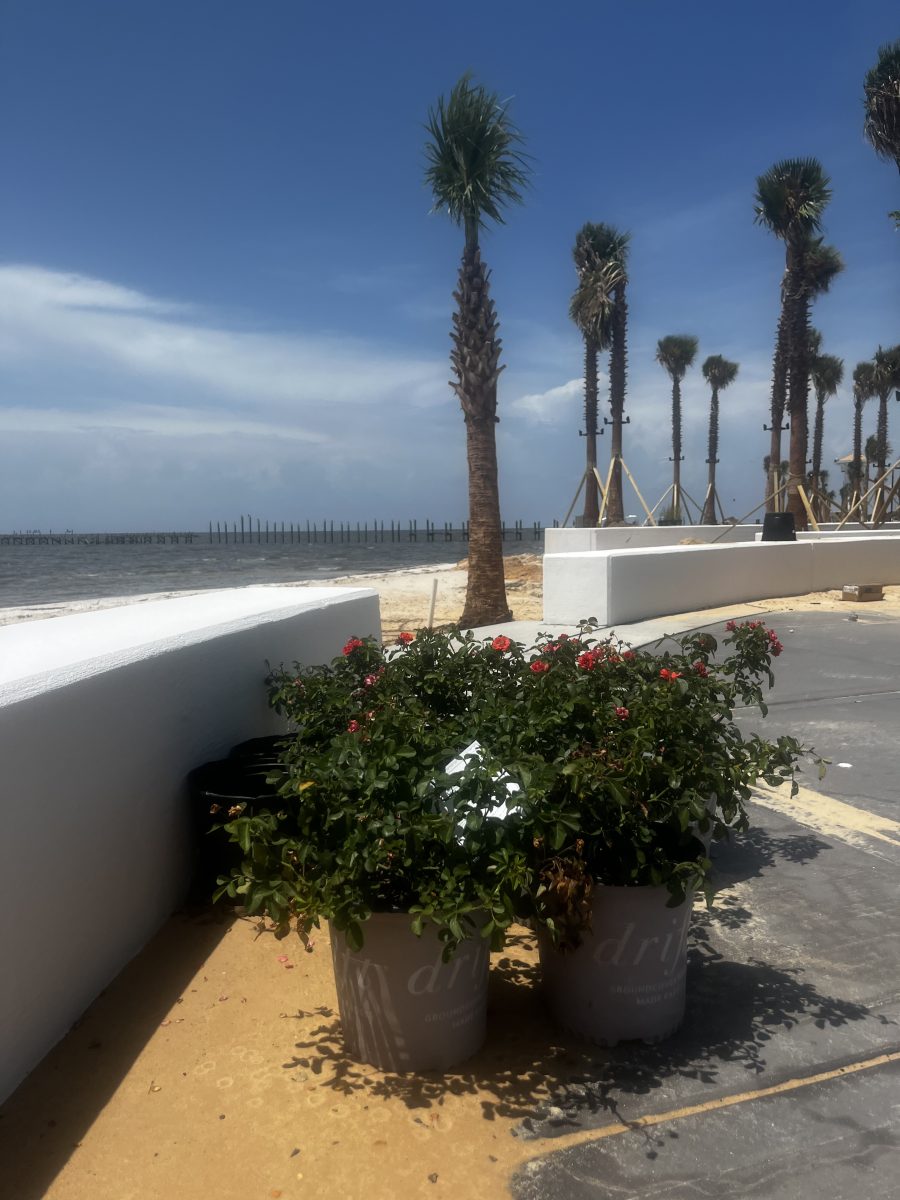 Landscaping crews have installed irrigation systems and landscaping elements throughout the project area, all part of the City’s Gateway Project. (Photo credit: Toni Miles)