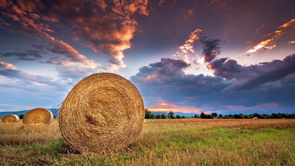 A side view of a round hay bale in a field with other hay bales behind it and the sun setting behind clouds in the distance.