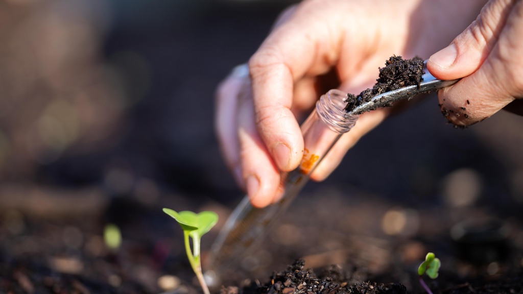 A person is gathering soil from the ground and is putting it in a clear test tube. There is a green plant growing out of the ground.