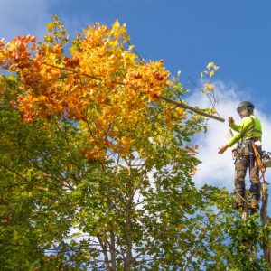 An arborist wearing a safety helmet, hi-vis shirt, and harness connected to ropes and a chainsaw while working in a tree.