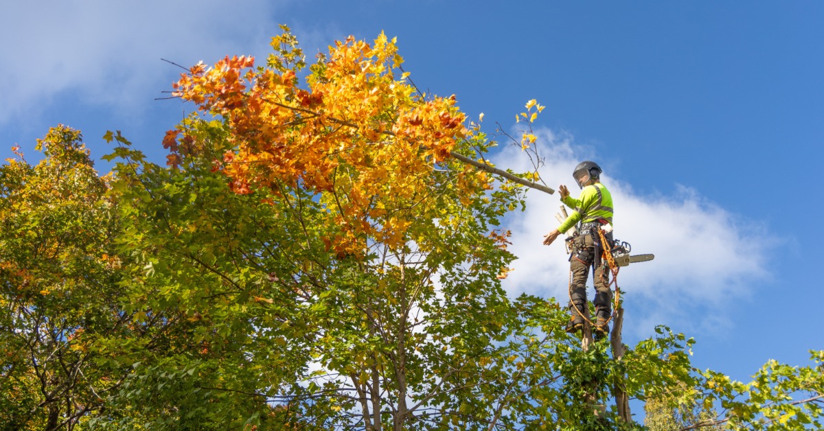 An arborist wearing a safety helmet, hi-vis shirt, and harness connected to ropes and a chainsaw while working in a tree.