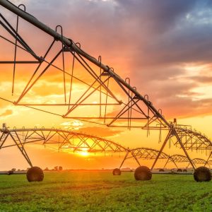 An irrigation system is installed over crops. The sun is low in the sky and causing an orange hue.