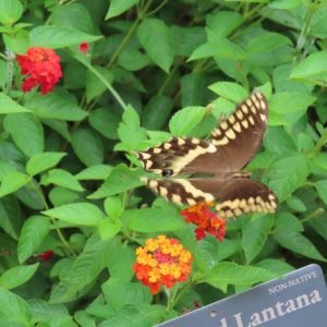 Butterfly for Garden Facebook Cover (1)