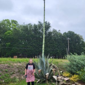 Long Beach Breeze reader Judy Mann contacted the Breeze about a century plant that is currently in the process of blooming in Long Beach. The plant is located in front of Shaggy Chic Pet Salon at 8102 Red Creek Road.